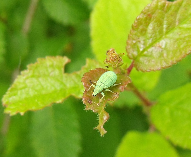 Polydrusus corruscus (cf.) - Curculionidae